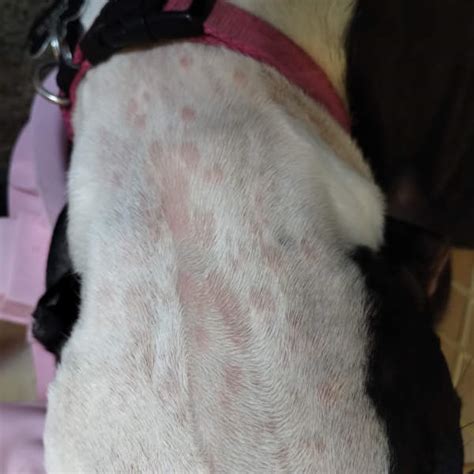 Pictures Of Dogs With Hives 6 Examples