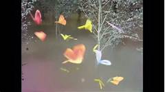 Unraveling The Enigma Do The Elusive Butterfly Hasitea Meet An Untimely Demise