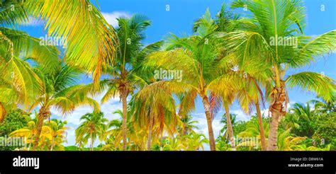 Beautiful Tropical Island Background Fresh Palm Trees Luxury Beach