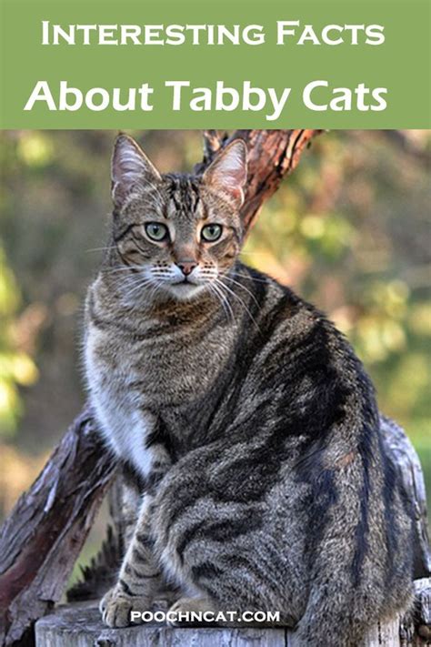 Interesting Facts About Tabby Cats Best For Pets