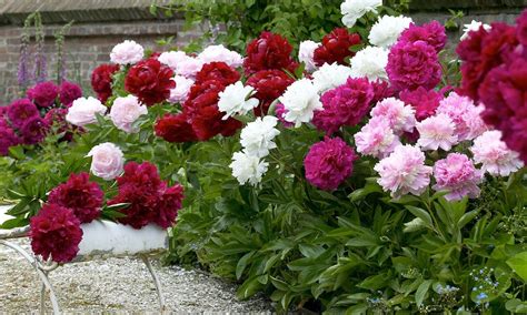 Double Dutch Mixed Peony Flower Bulbs 4 8 Or 16 Pack