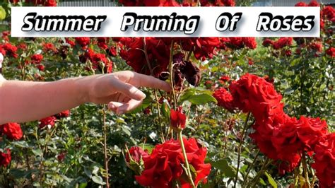 Summer Pruning Of Roses Trimming Roses In Summer How To Prune Roses In Summer Youtube