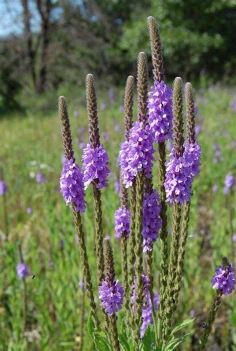 Vervain Purple Hoary Plant Seeds For Treating Sadness Etsy