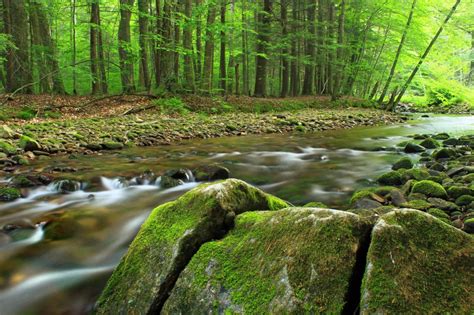 Free Picture Wood Water Nature Moss Landscape Ecology River
