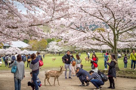 Our Incredible Osaka Cherry Blossoms Experience Spiritual Travels