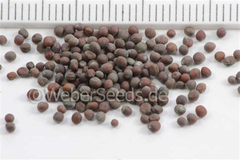 Brassica Nigra Black Mustard Seeds Plants Dried Herbs