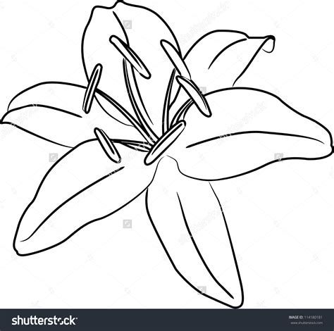 Lily Flower Drawing At Getdrawings Free Download