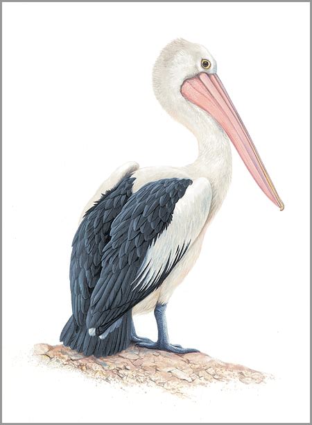 Pelican The Art Of Jeremy Boot One Of Australias Finest Wildlife
