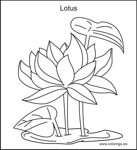 Lotus Flower Coloring Page - Coloring Home
