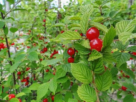 Nanking Cherry Overview Nutrition And Heath Benefits Nutrition Vistas