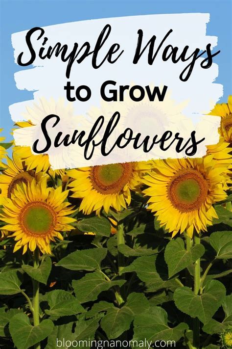 Learn How To Grow Your Own Sunflower Garden Today Get Some Great
