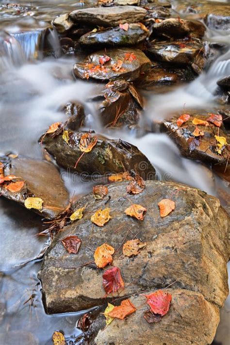 Red Autumn Leaf On A Rock Near A Waterfall Stock Image Image Of