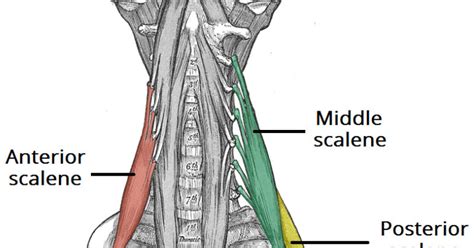 Anatomi Otot Skalaneus Medius Pada Otot Leher Manusia Anatomi Tutorial