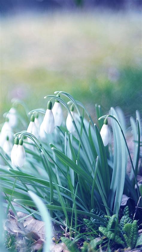 Snowdrops Best Htc One Wallpapers Free And Easy To Download