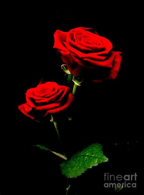 Blood Red Roses Photograph By Valia Bradshaw