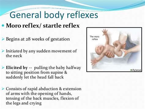 Explain Difference Between A Reflex And A Reaction