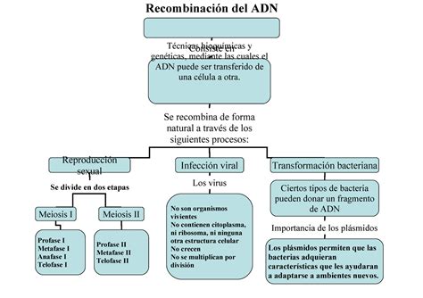 Mapa Conceptual Sobre La Recombinación Del Adn Recombinación Del Adn