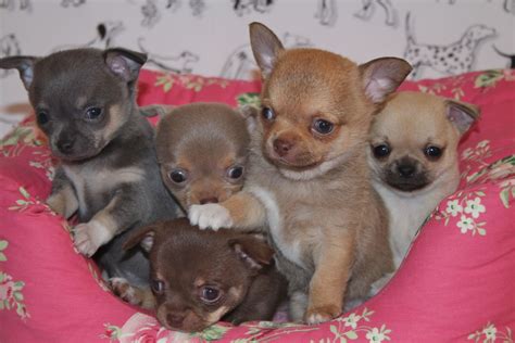 53 Chihuahua Breeders In Tennessee Image Bleumoonproductions