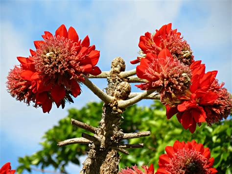 Broad Leaved Coral Tree Erythrina Latissima South Africa Flickr