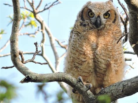 5 Largest Owls In The World An Overview With Pictures Pet Keen