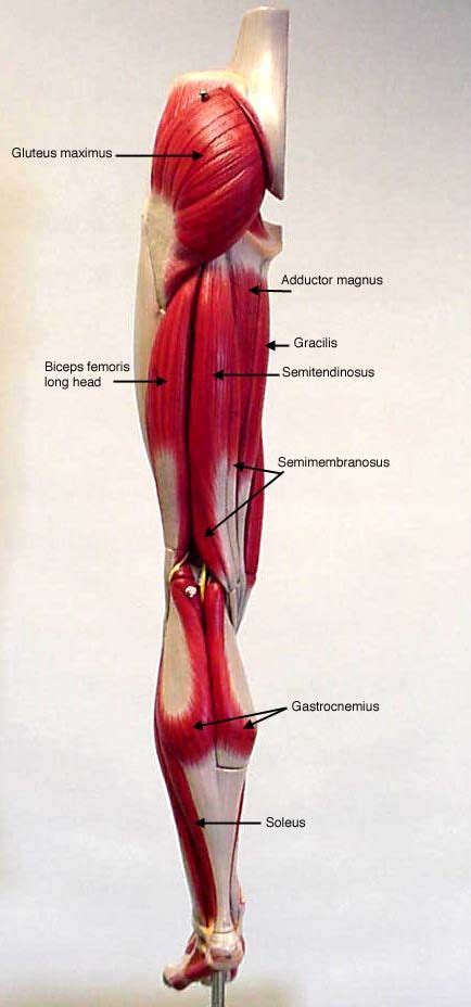 Leg Model Posterior View Labeled Muscles Medical Anatomy Muscle
