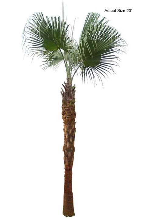 Large Chinese Fan Palm Tree Buy Large Palm Trees And Plants Buy