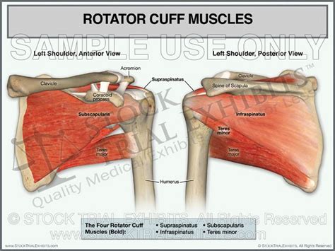 Rotator Cuff Muscles Of Left Shoulder Stock Medical Illustration Stock