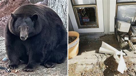 Hank The Tank Californian Authorities Hunt 500lb Bear Who Has Broken Into Dozens Of Homes