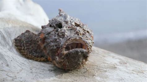 Stonefish The Worlds Deadliest And Most Venomous Fish