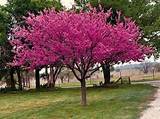 Pictures of Redbud Flowering Tree