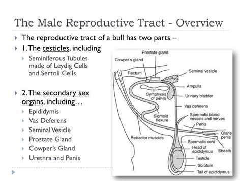 Ppt Male Reproductive Anatomy Of Cattle Powerpoint Presentation Free Download Id 6677435
