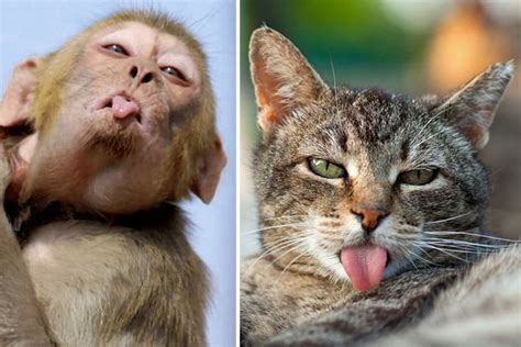 Bizarre Images Capture Animals Pulling Funny Faces Part 1
