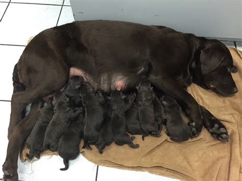 You will absolutely fall in love when you see them. TruPride Labradors - Florida breeder of quality chocolate Labrador Retrievers