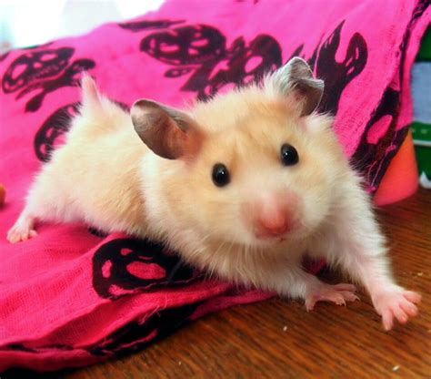 How To Care For A Fancy Hamster As A Pet Facts And Pictures