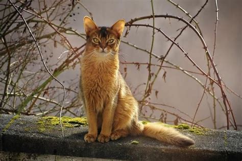 Access Denied Animal Spirit Guides Feral Cats Cats