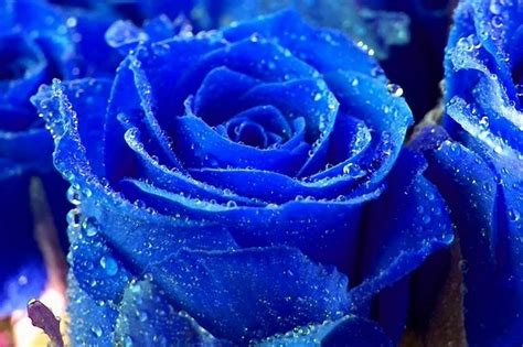 Blue Rose Wallpapers Flowers