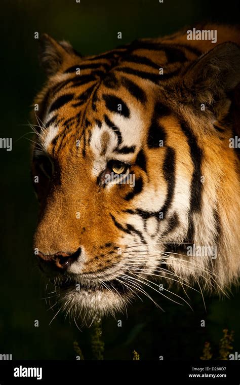 Siberian Amur Tiger Panthera Tigris Altaica Walking Through