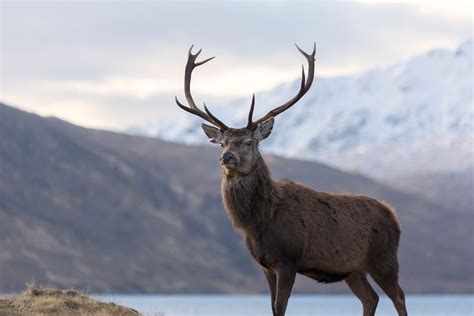 Deer And Stags Red Deer Stag In Highland Scotland Red Deer Canada