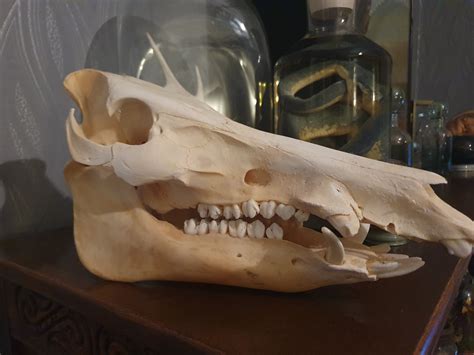 Wild Boar Skull Lost And Profound