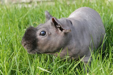 Skinny Pig Facts Critterfacts