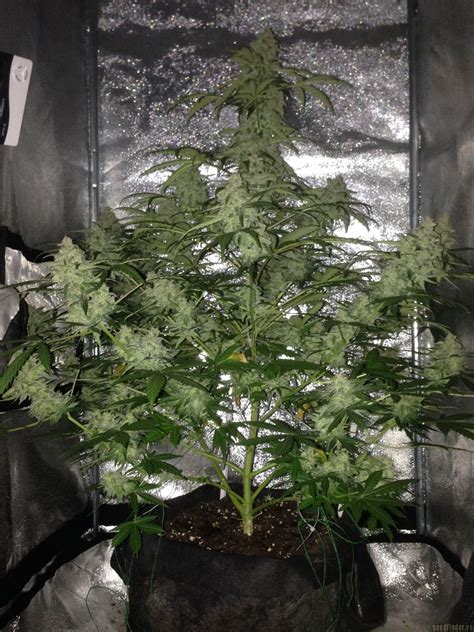 The dark descent hardly needs an introduction. Amnesia Haze Automatic (von Royal Queen Seeds) :: Cannabis ...