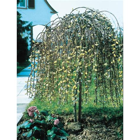 Shop Gallon Pink Weeping Pussy Willow Tree Feature Shrub LW