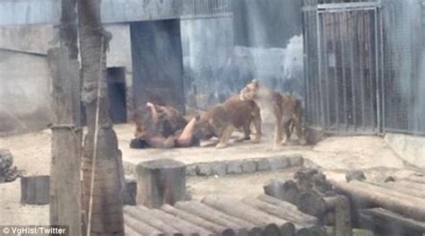 Photos Man Jumps Into Chilean Zoo Lion Enclosure In Suicide Death Wish