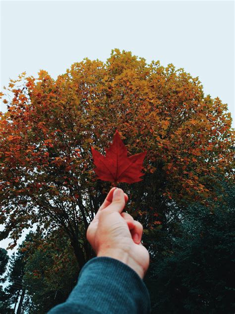 Download Beautiful Iphone Maple Leaf Wallpaper