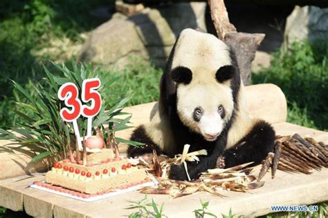 Granny Panda Celebrates 35th Birthday Cn