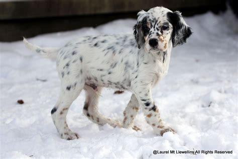 We did not find results for: Life with Llewellin Setters | English setter puppies, Setter puppies, English setter dogs
