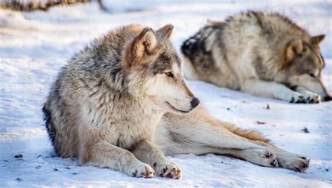 Wisconsin Hunters Kill Over 200 Wolves In Less Than 3 Days The New