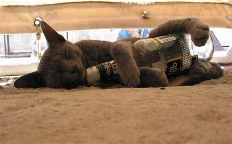 Drunk Cat