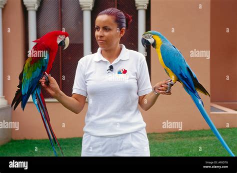 Parrot Show Loro Parque Puerto De La Cruz Tenerife Canary Stock