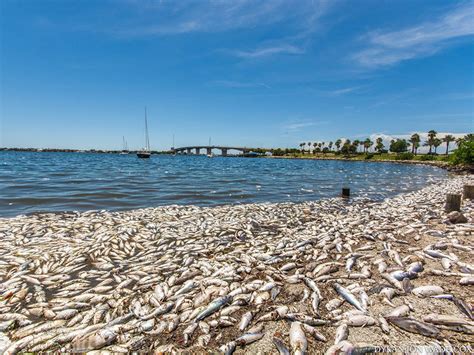 FWC releases red tide report with 'minimal change in cell ...